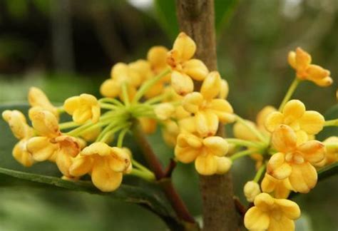 桂花幾月|桂花開花倒計時